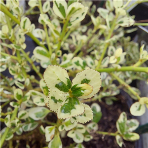 Ceanothus Thyrsiflorus 'Cool Blue'